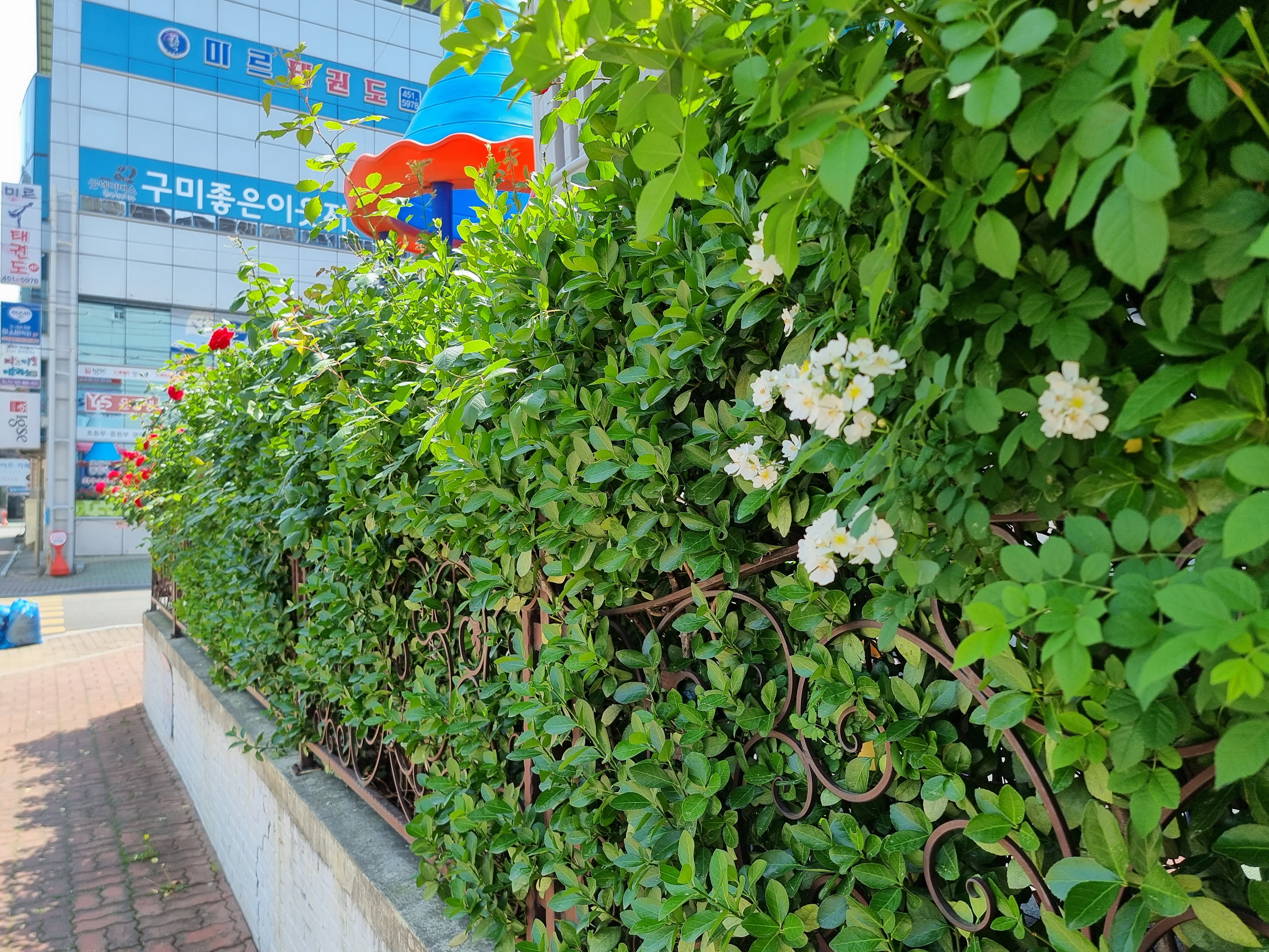 장미꽃사이로 이미지