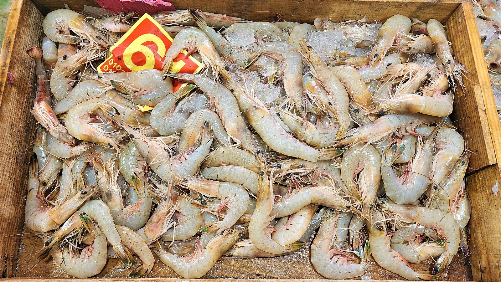 10월11일 판매생선...[판매완료] - 오늘생선 구입신청방 - 목포 기준 수산 생선카페 목포 기준 수산 생선카페