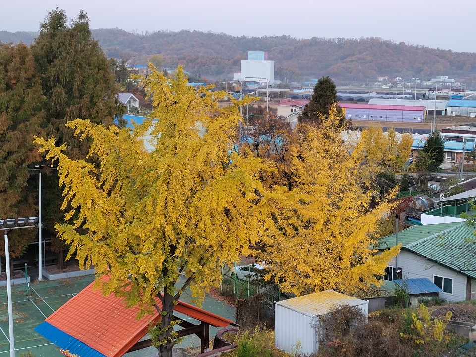남창(다복)마을 11월 깊어가는 가을 - 남창마을 사진 자료실 - 남창마을