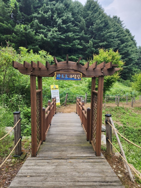 파라호 이미지