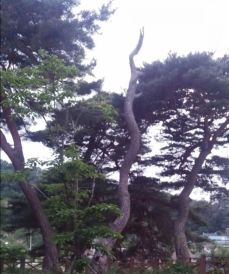 송백 이미지
