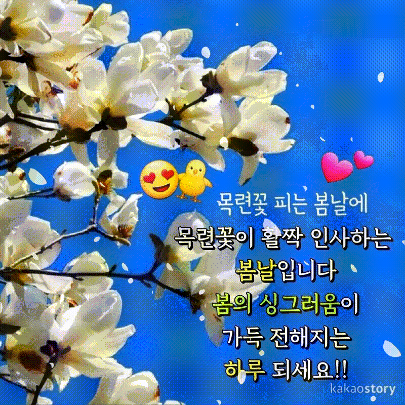 토요일 문안편지/목련꽃 피는 봄날에 - 🔶️공유 글🔰나눔 - 💜산야와 한울타리💜 토요일 문안편지/목련꽃 피는 봄날에