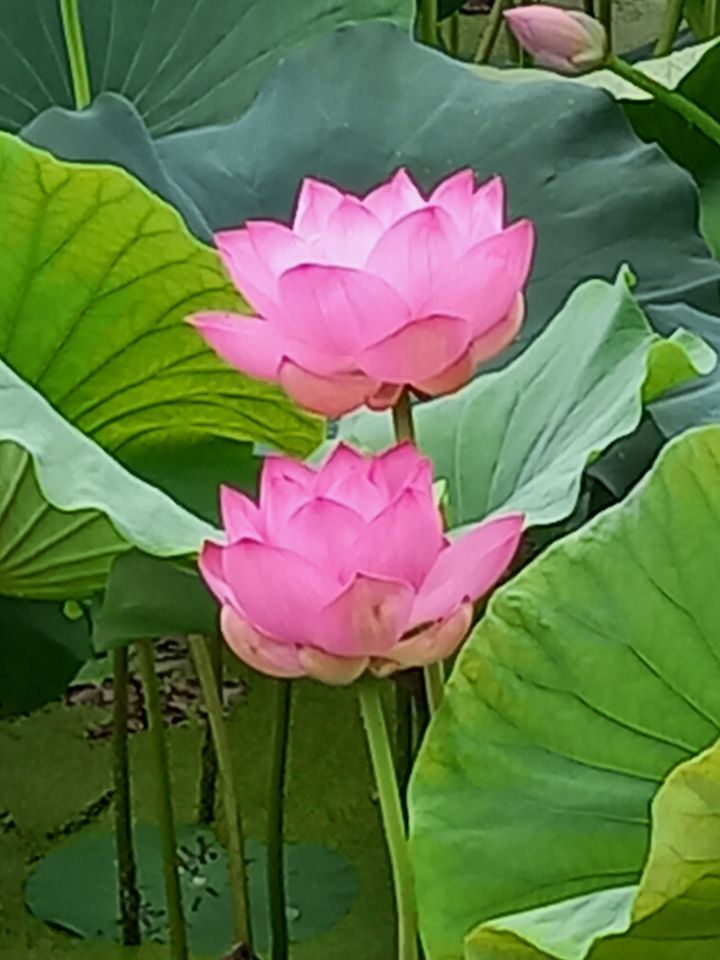 꽃을사랑합니다 이미지