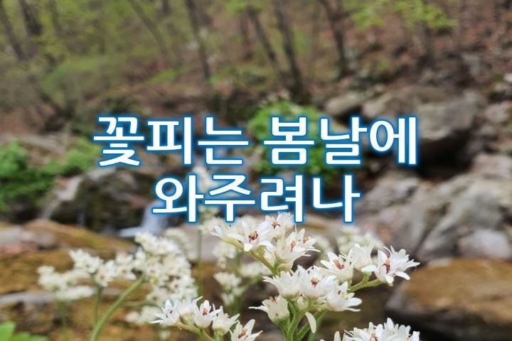 꽃피는봄날 이미지