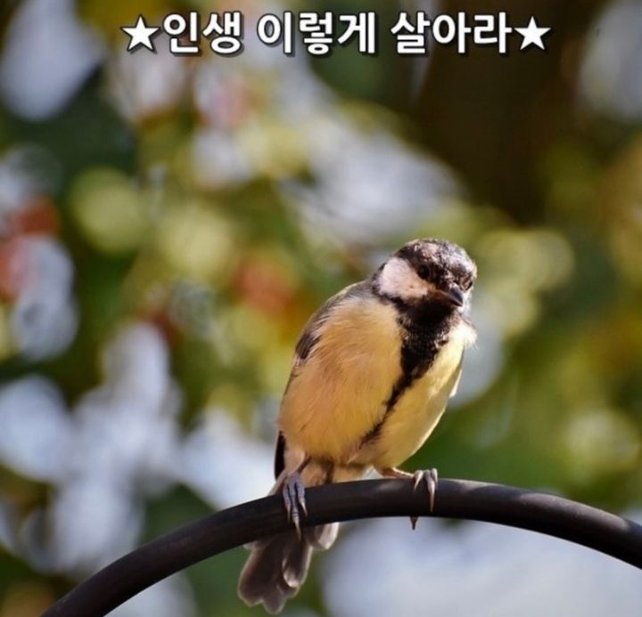 복돼지 이미지