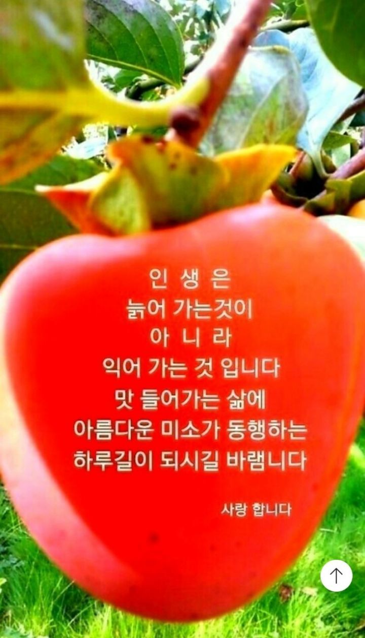 커피나무향기 이미지
