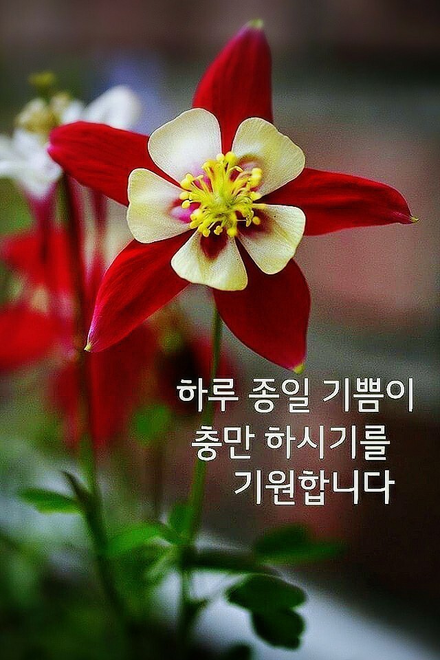 바이올렛 이미지