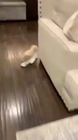 집에서 양말이 자꾸 사라지던 이유.gif | 인스티즈