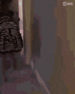 키우던 냥이가 무지개 다리를 건넌후 닮은 고양이를 보자 아이가 보인 반응.gif | 인스티즈