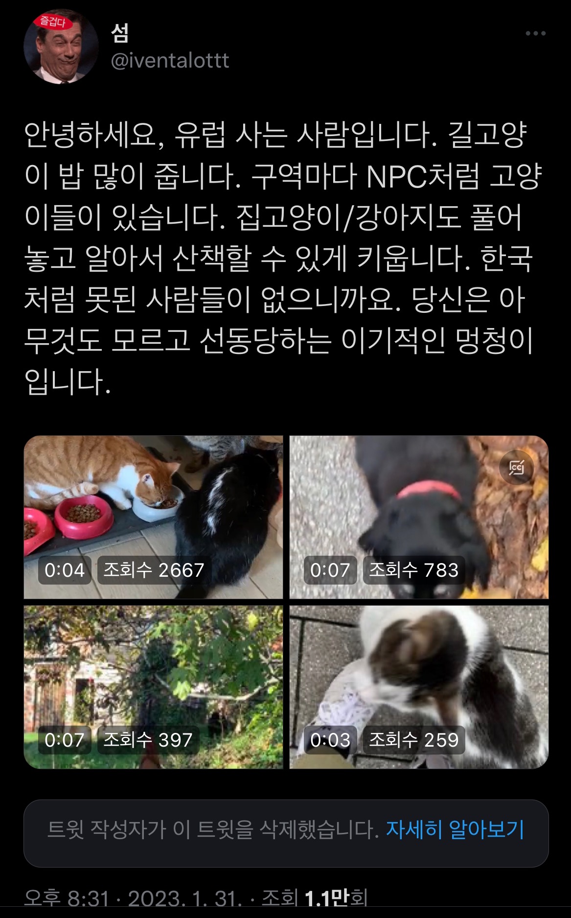 트위터에서 외국 사는데 길고양이 밥 준다는 인용이 쏟아진 이유 | 인스티즈