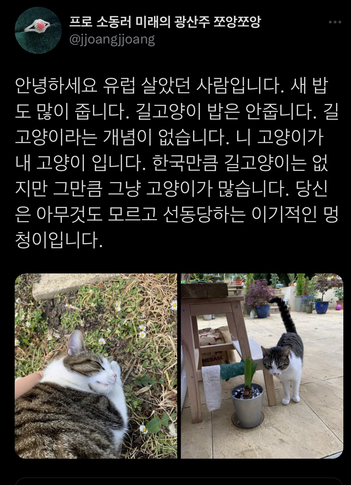 트위터에서 외국 사는데 길고양이 밥 준다는 인용이 쏟아진 이유 | 인스티즈