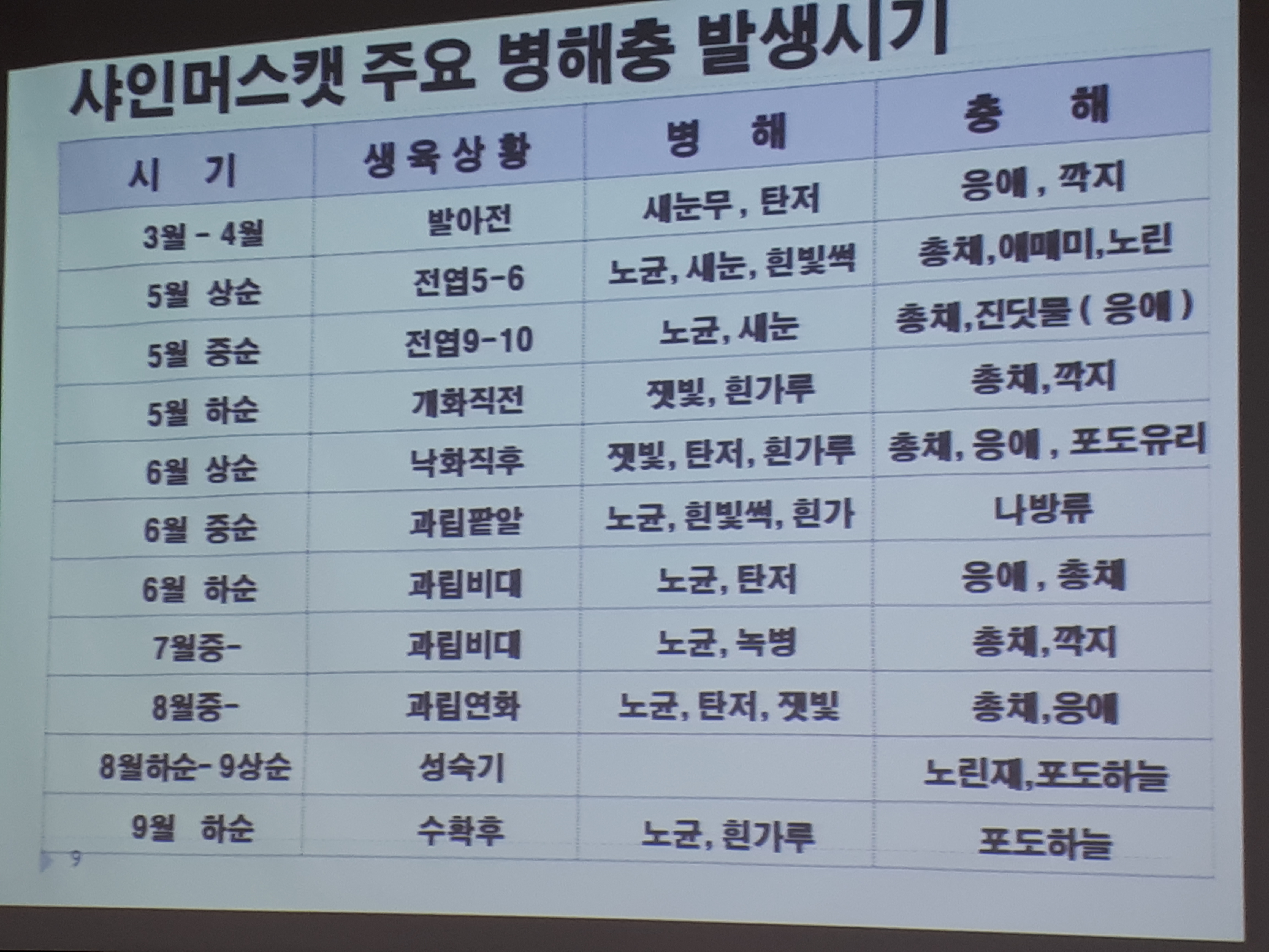 샤인머스켓 - 흥부골 아영포도 농원 - 흥부골아영포도판매장 샤인머스켓