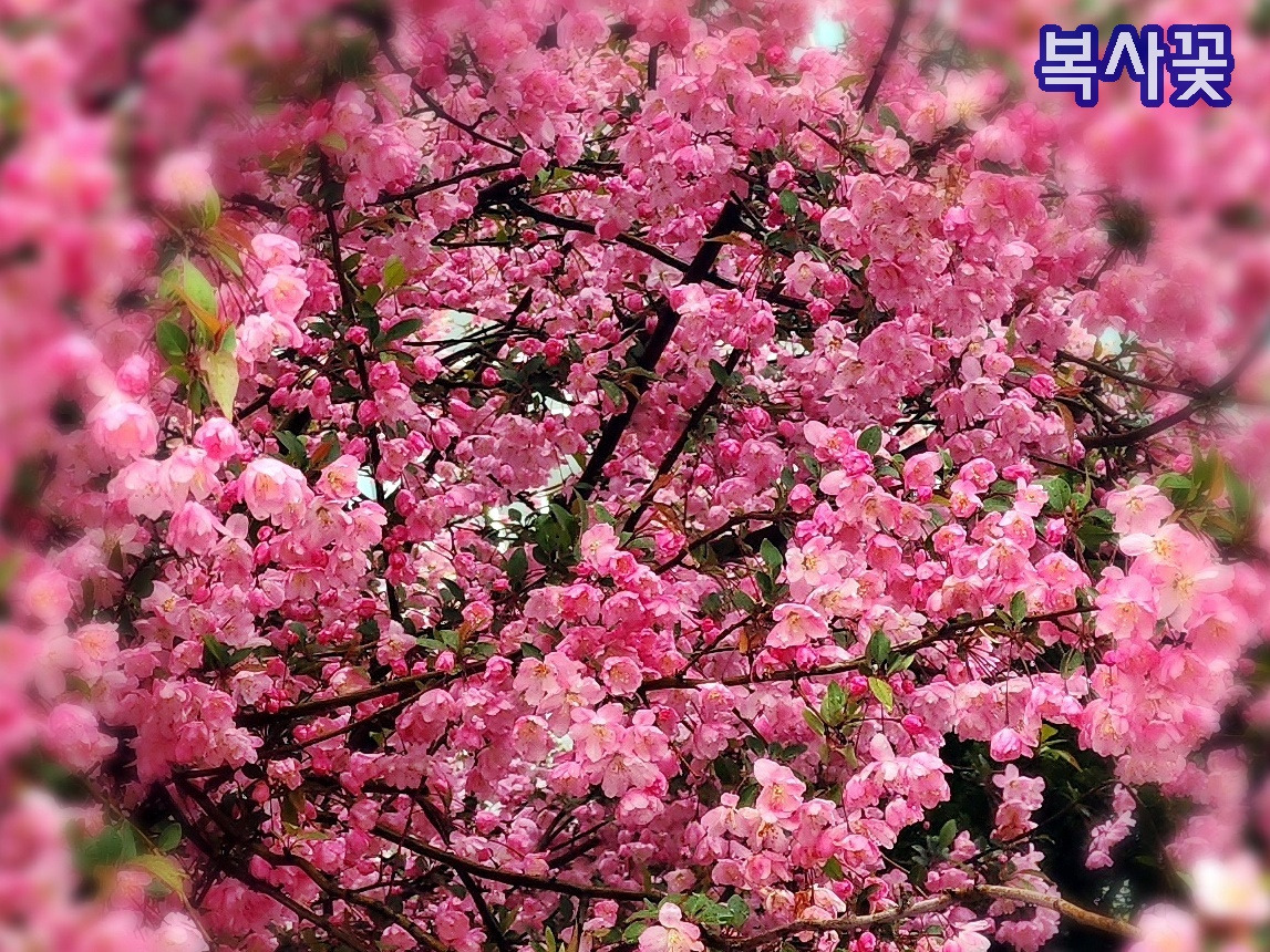 복사꽃 이미지