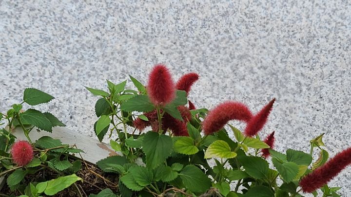 여우꼬리 이미지