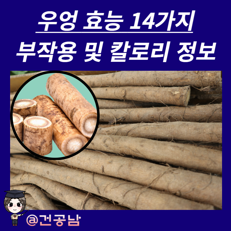 Daum 카페