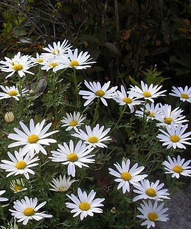 신선약초 이미지
