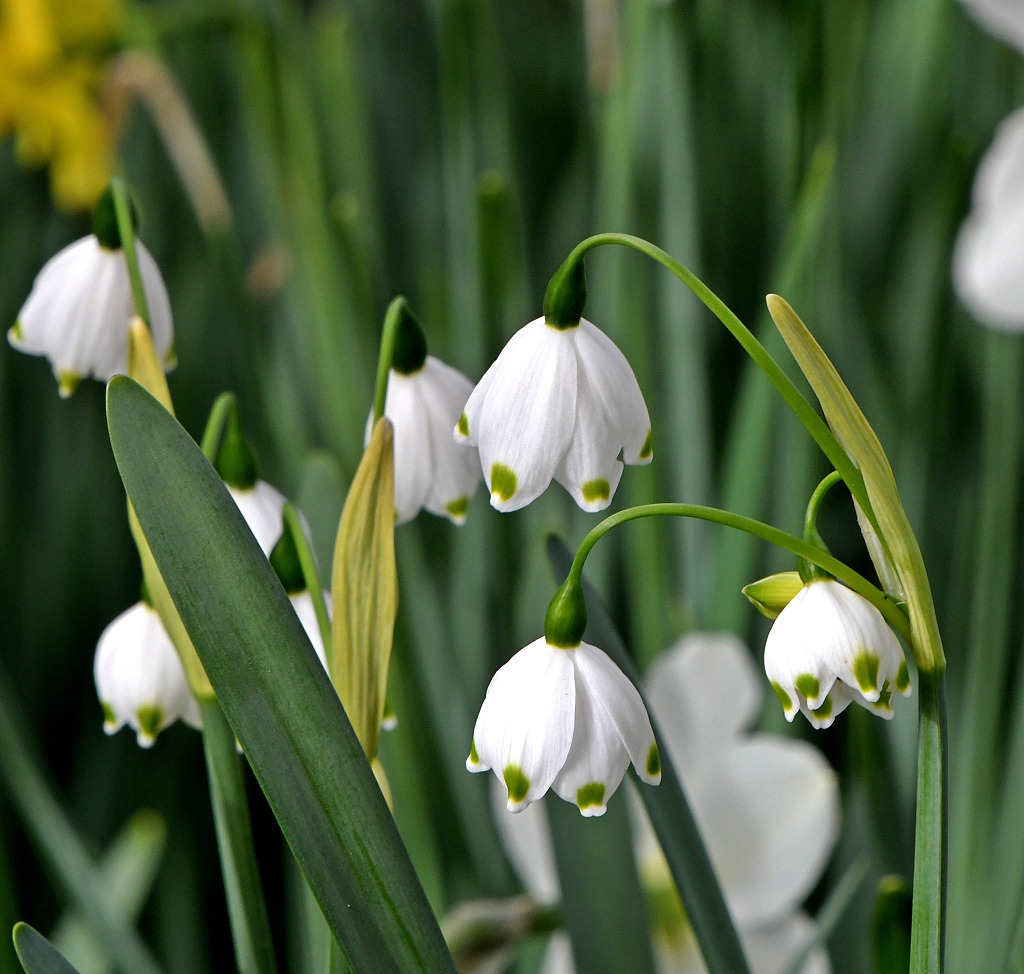 은방울수선, 스노우플레이크 (Snowflake) - 야생초편지 - ☆진달래교회☆