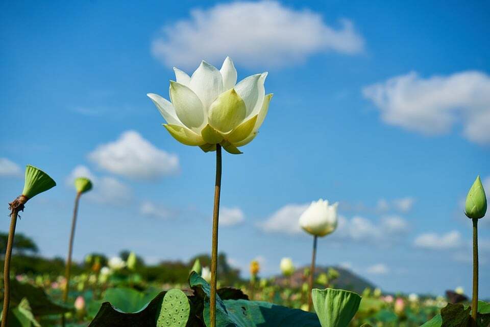 니르바나 이미지