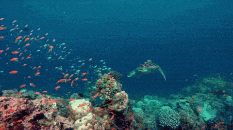 김태리와 차주영 그리고 이도현과 정해인으로 보는 인어와 도깨비 정략 결혼 썰 | 인스티즈