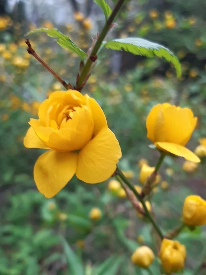 심수 이미지