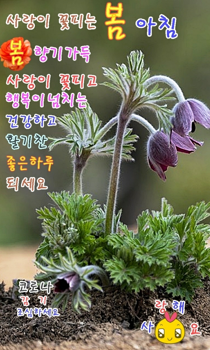 날개ㅡ허 영란노래ㅡ아름다운 꽃영상ㅡ좋은글 입니다ㅡ - 영상 가요 팝 방 - 서울산이조아 날개ㅡ허 영란노래ㅡ아름다운 꽃영상ㅡ좋은글 입니다ㅡ