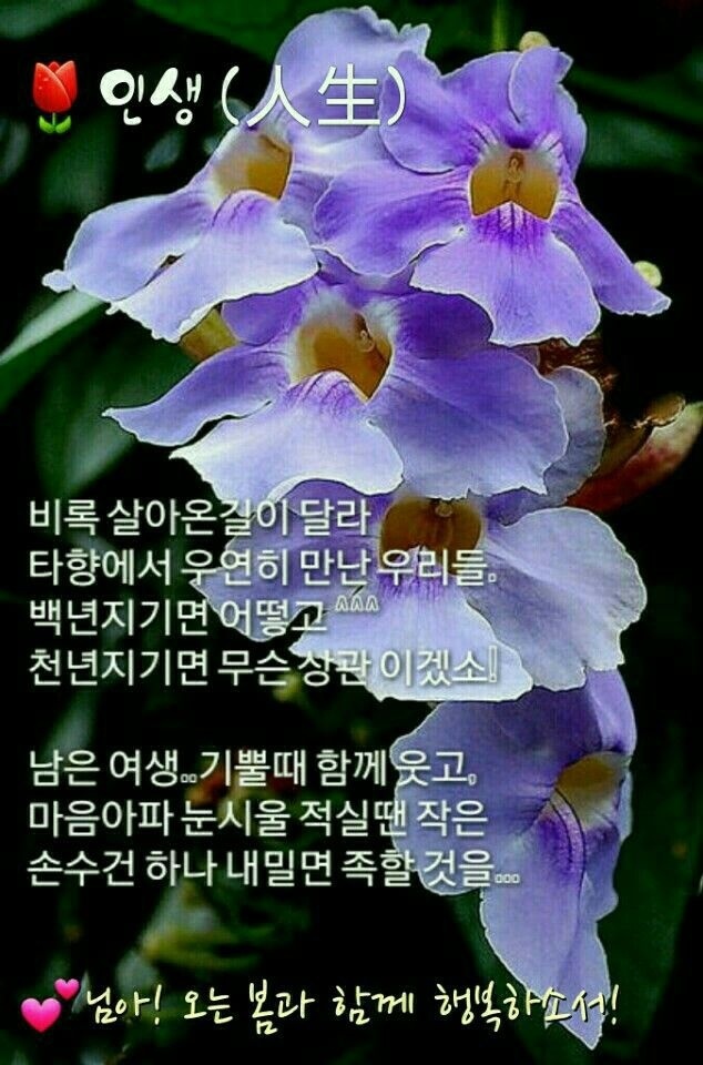 황금꽃 이미지