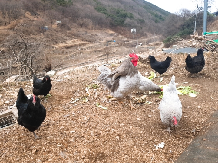 그대로그렇게ㅡ미스터 팡.노래ㅡ멍멍이와 꼬꼬닭ㅡ영원한적수ㅡ - 영상... 그대로그렇게ㅡ미스터 팡.노래ㅡ멍멍이와 꼬꼬닭ㅡ영원한적수ㅡ