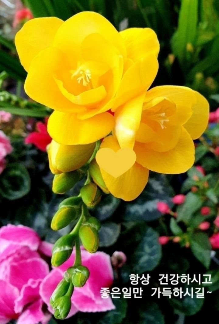 휘사랑 이미지