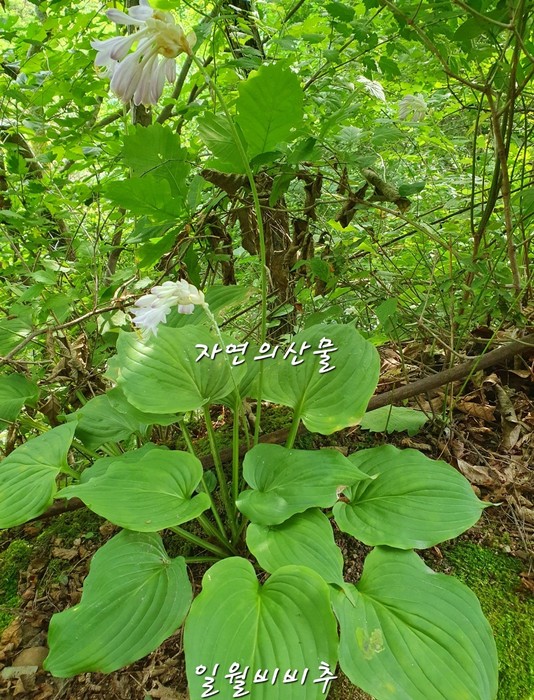 일월 이미지