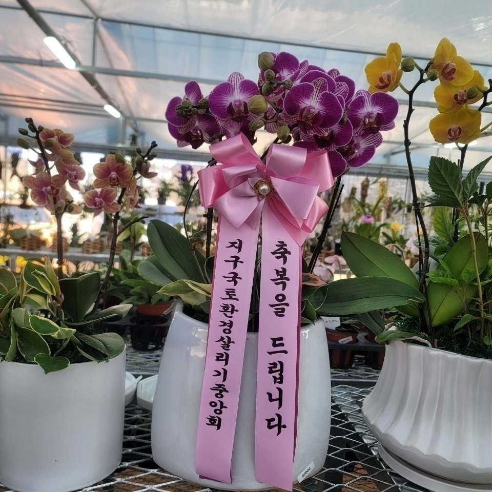 소망꽃 이미지