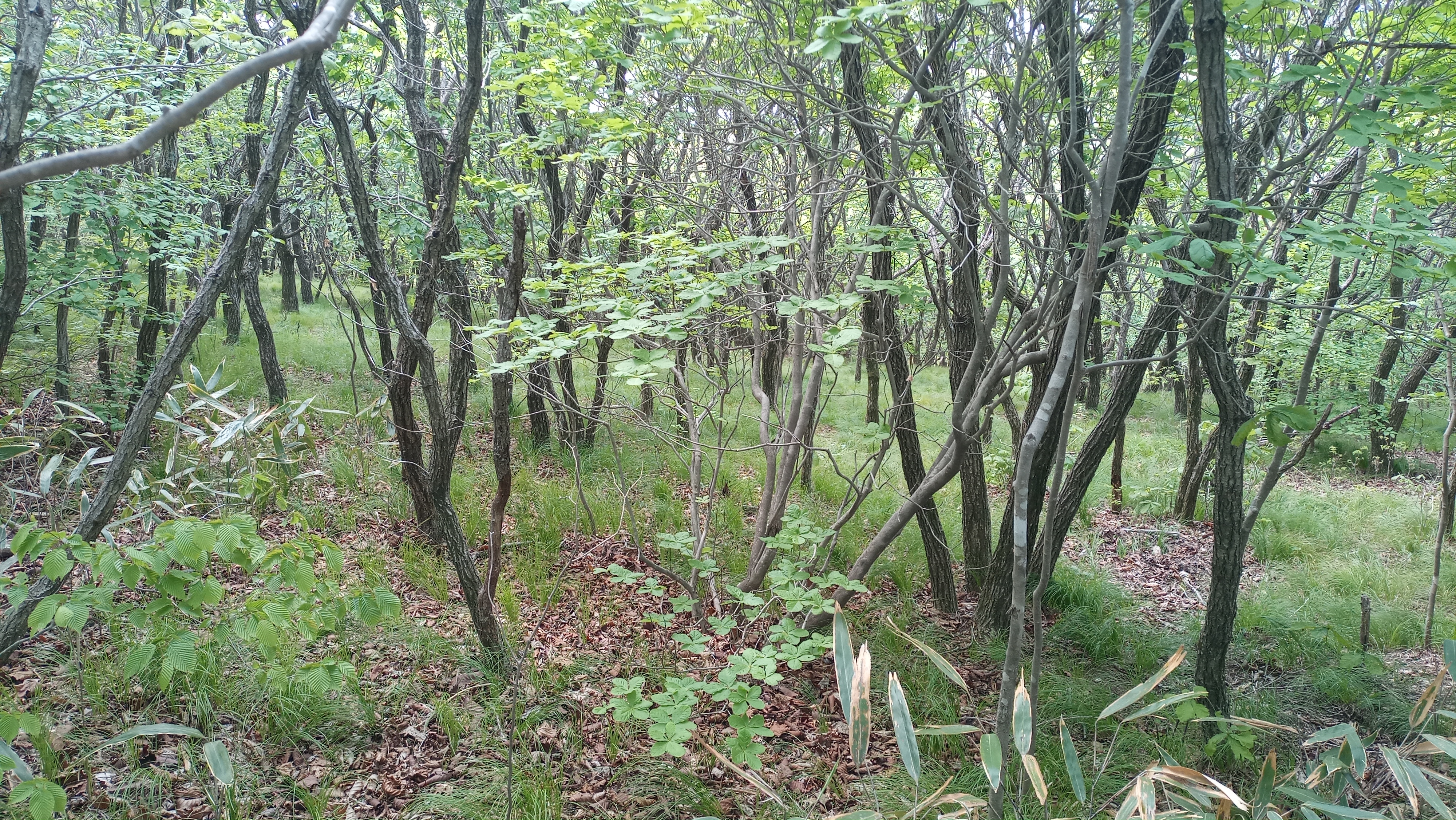 (주)시루산 이미지