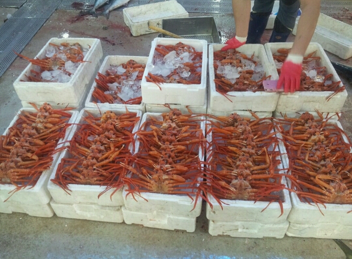 ＜포항*경주＞포항 대훈수산*선봉수산 당일잡은 대게직송,,대게/홍게/꽃새우/수산물 도매 (4546) - #홍게 (25개) - 활어차 활어차