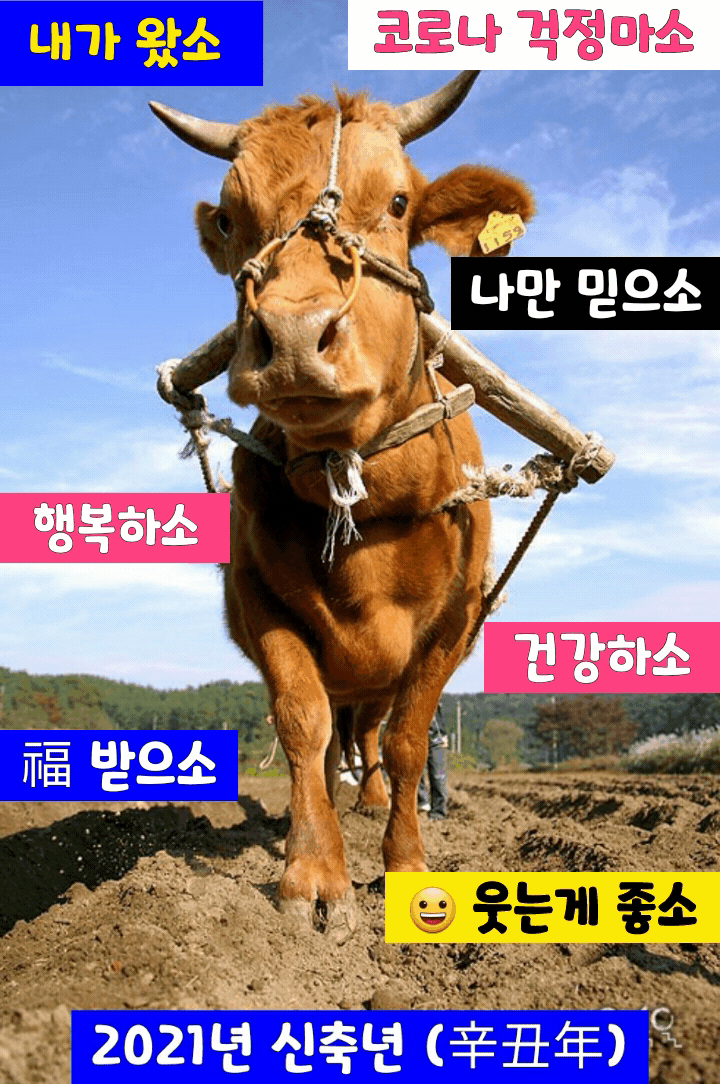 다이루세 이미지