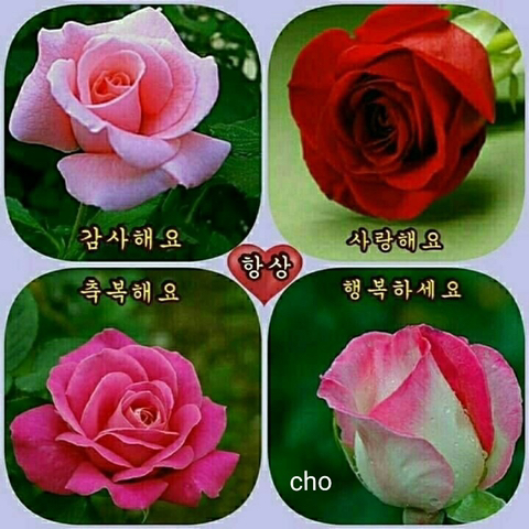 디스코파워장구 이미지