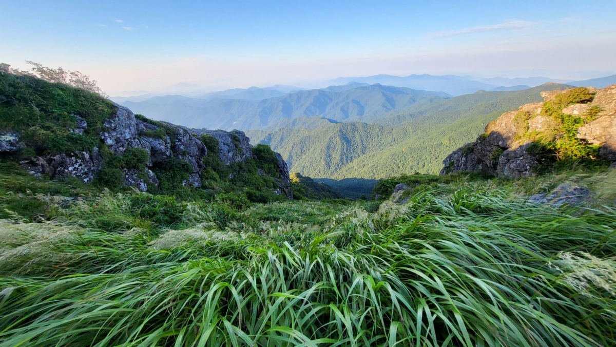 지리산풀잎 이미지