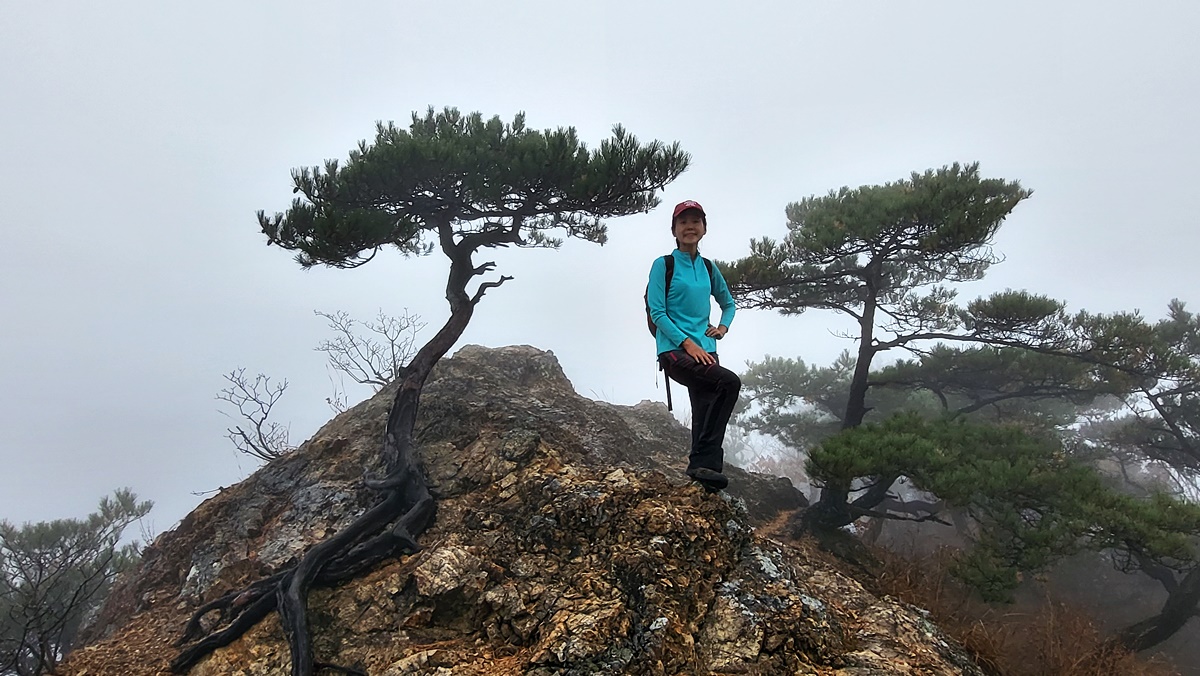 쓰러진 고사목 이미지