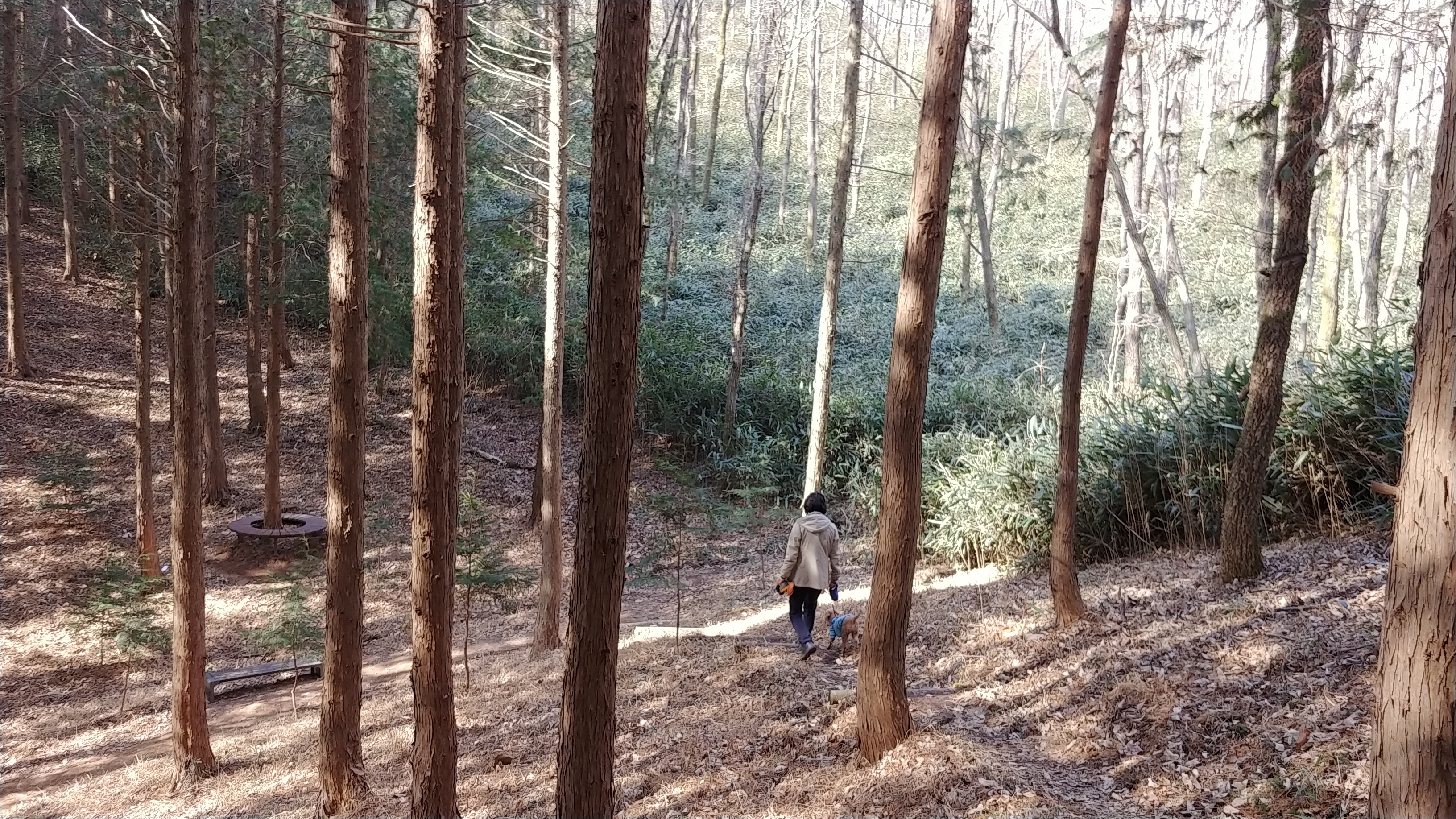 정편백 이미지