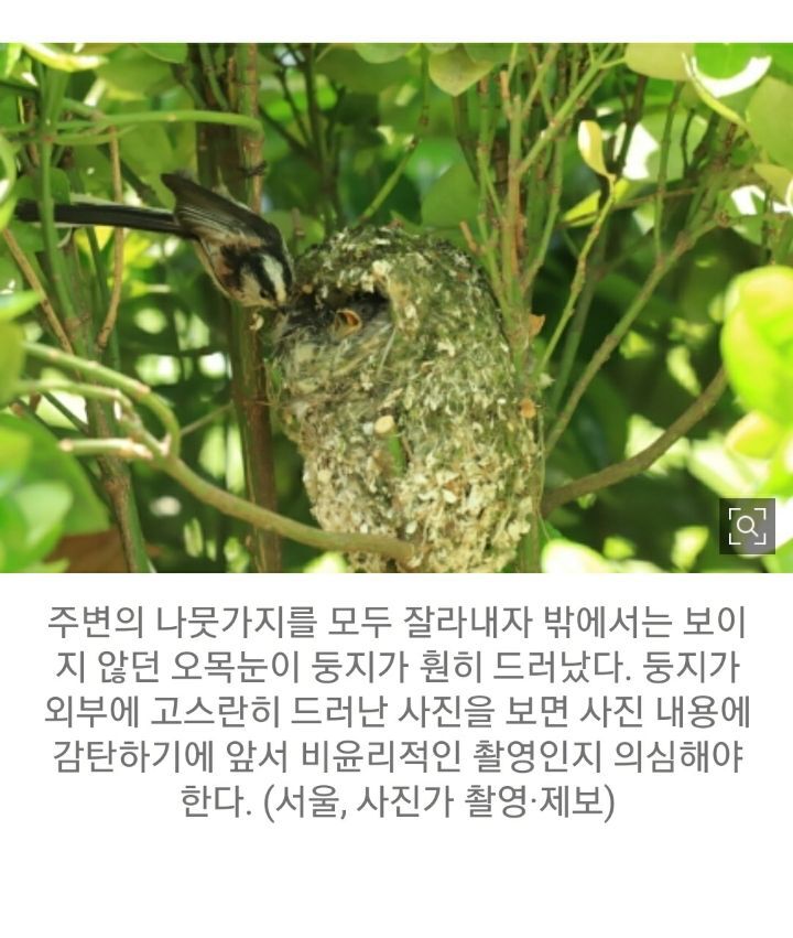 새둥지가 훤히 드러난 사진을 보면 의심부터 해야하는 이유 | 인스티즈