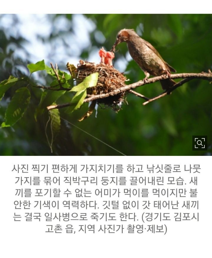 새둥지가 훤히 드러난 사진을 보면 의심부터 해야하는 이유 | 인스티즈