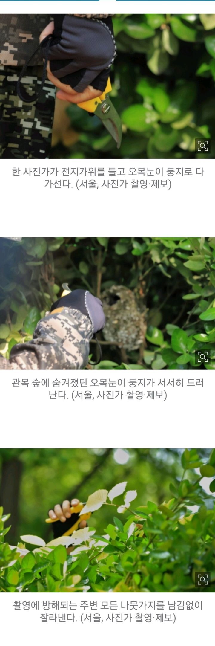 새둥지가 훤히 드러난 사진을 보면 의심부터 해야하는 이유 | 인스티즈