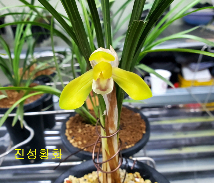 꽃과정 이미지