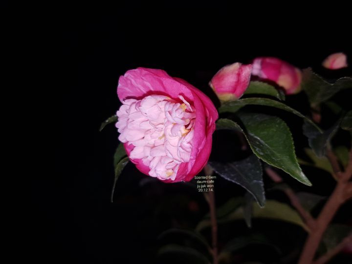 센티드SCENTED 이미지