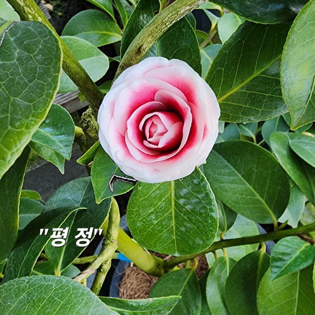 꽃봉이 이미지