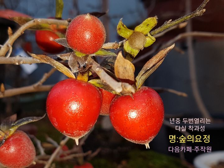 명다실 이미지