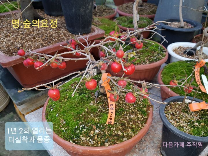 명다실 이미지