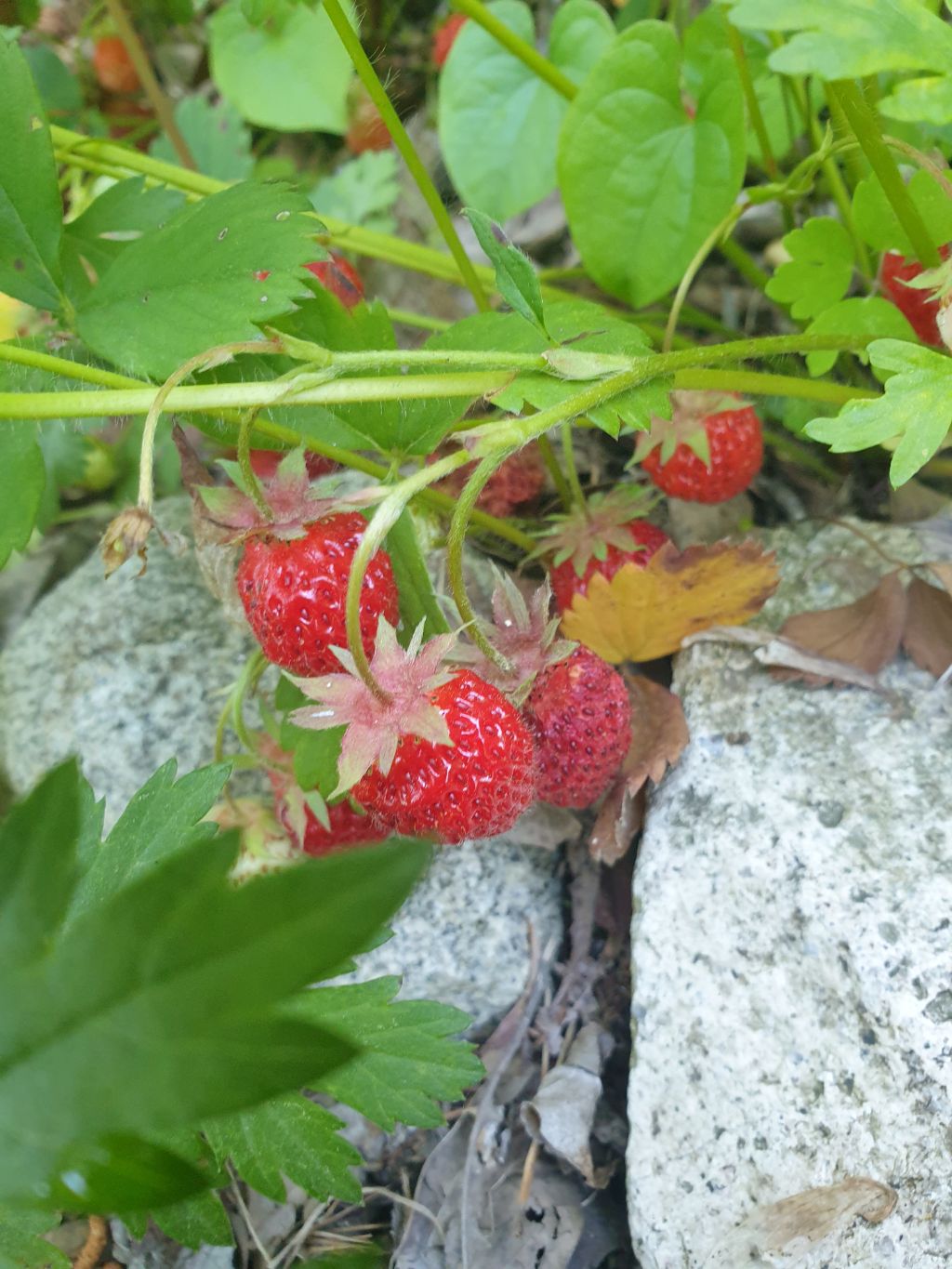 산골밥상 이미지