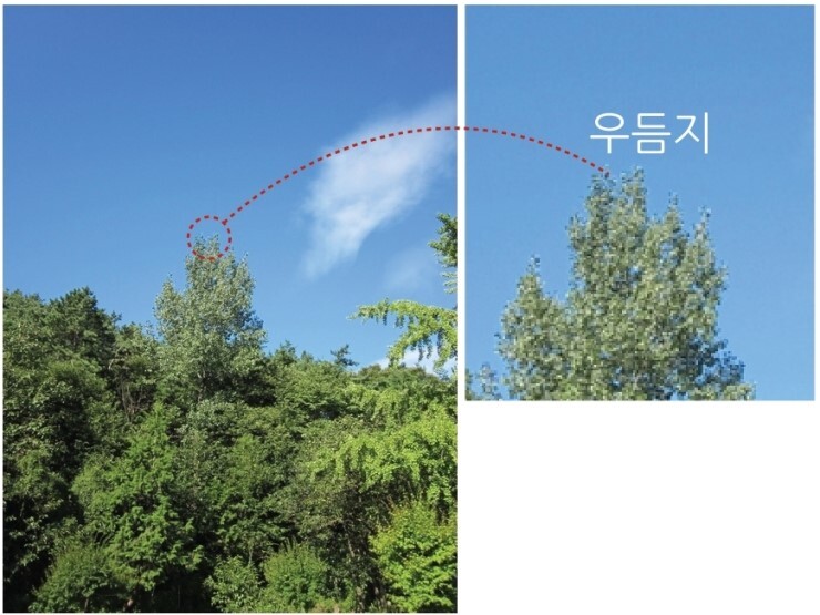 우듬지 이미지