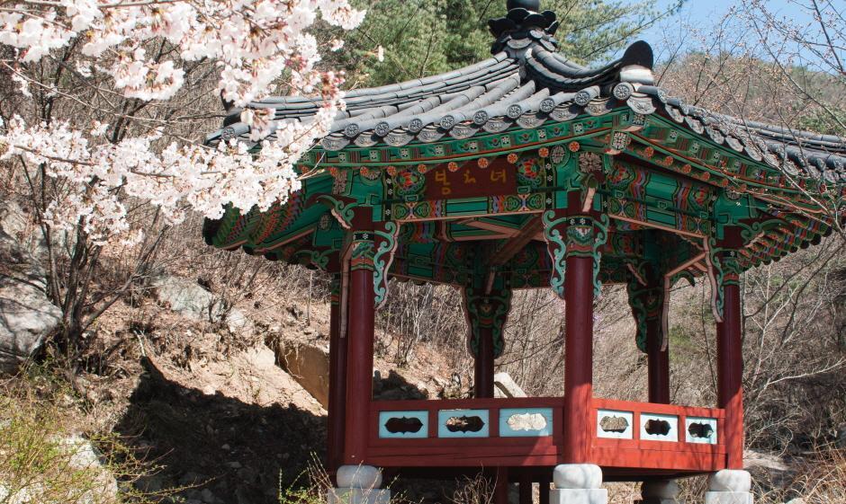 자진뱅이산벚꽃 이미지