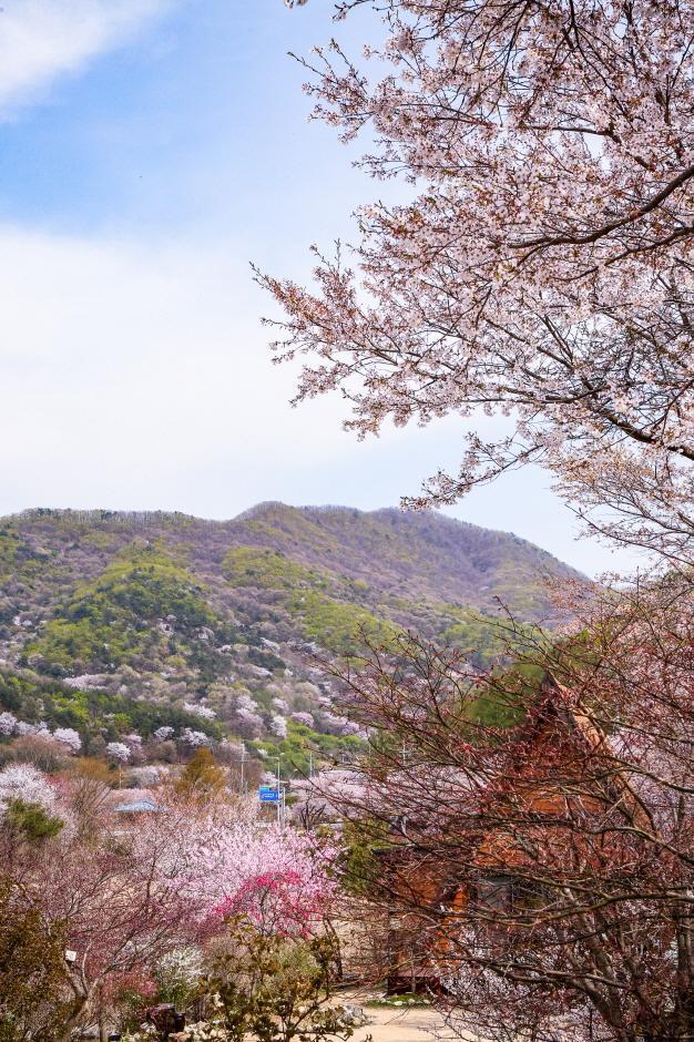 자진뱅이산벚꽃 이미지