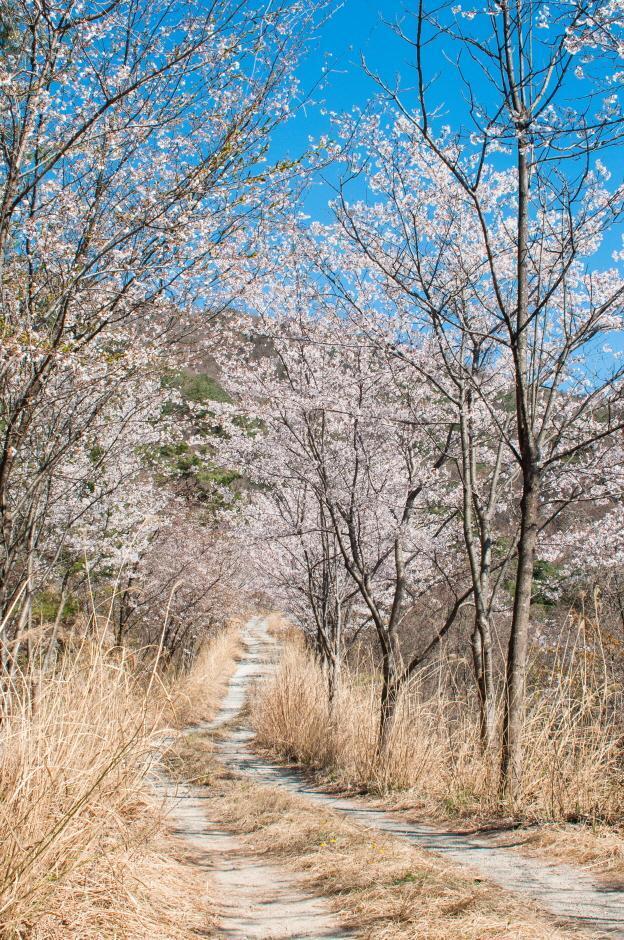 자진뱅이산벚꽃 이미지